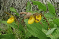 Yellow Ladyslipper Orchid
